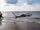 Walvis aangespoeld op strand Ter Heijde