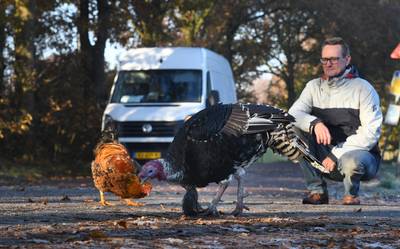 Geen drempels of flitsers: in Overberg gebruiken ze levende dieren tegen hardrijders