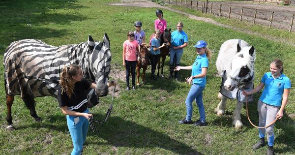 Zebradeken beschermt paarden in Land van Cuijk tegen insectensteken - De Gelderlander
