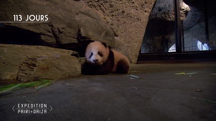 4. L'hiver approche à Pairi Daiza