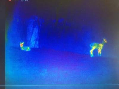 Reeën tellen met de warmtebeeldcamera