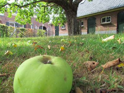 Appeldag in Gelselaar: poëzie, kunst en appeltaart