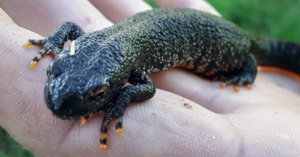 Salamanders veilig naar de overkant dankzij plastic emmers van Gerard Terpstra - BD.nl