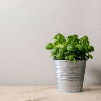 Zo hou je een basilicumplantje uit de supermarkt wél in leven