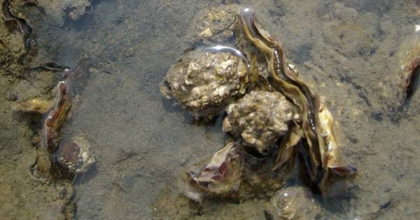 Andere aanpak Japanse oester in Veerse Meer | Bevelanden - PZC