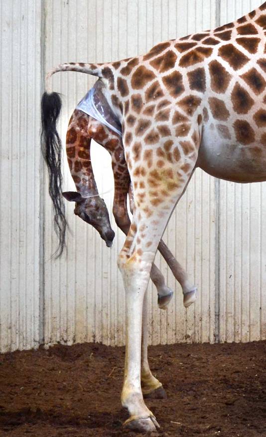 Bezoekers GaiaZOO zien geboorte van girafje