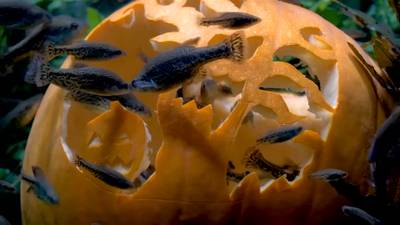 'Pompoenfeest' in dierentuinen in aanloop naar Halloween