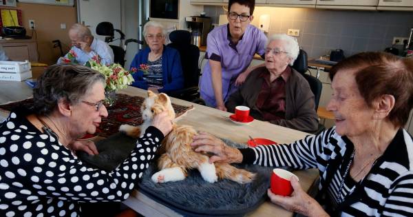 Bingo levert elf robotkatten op voor zorginstellingen