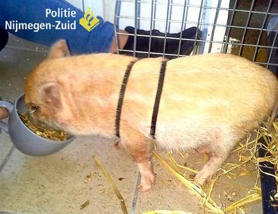 Politie heeft vermoedens over dader van vastbinden minivarken