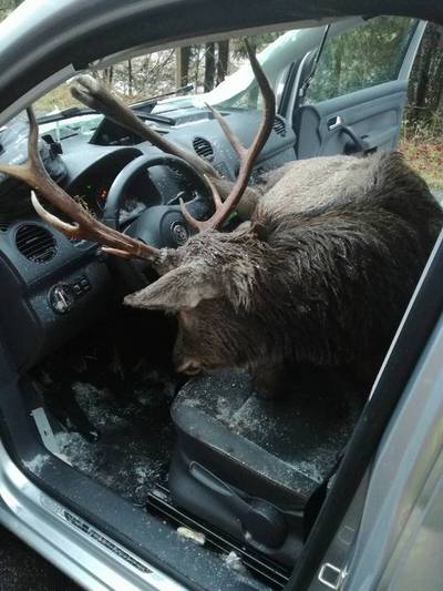 Hert belandt volledig op voorbank na aanrijding met auto