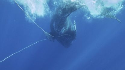 Reddingsteam bevrijdt bultrugwalvis van vishaak