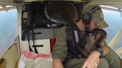 Vlaamse piloot redt babychimpansee uit handen van smokkelaars: "Stropers maakten heel de familie af"