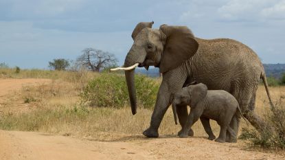 Trump zet door: jachttrofeeën van olifanten mogen dan tóch VS weer in