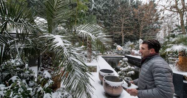 Palmenparadijs in een IJzendoornse achtertuin