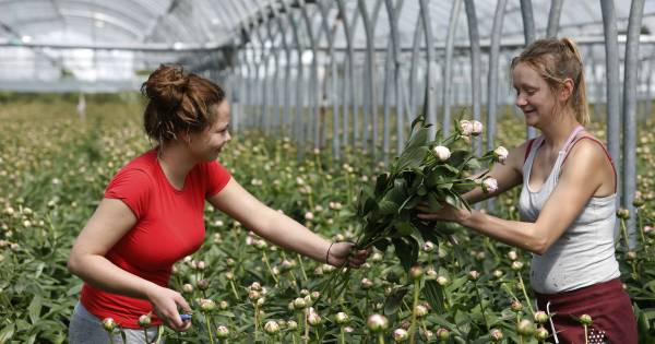 Pioenrozen helpen Nederlands grootste pruimenteler de zomer door