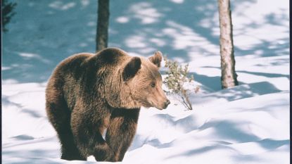 Zeldzame jonge bruine beer sterft 'per ongeluk' tijdens onderzoek in Italiaans nationaal park