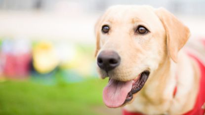 Geleidehonden krijgen nieuwe spannende opdracht in Nederland: achterhalen of iemand zit te liegen