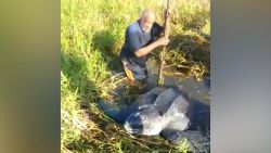 Reusachtige schildpad zit vast en moet gered worden