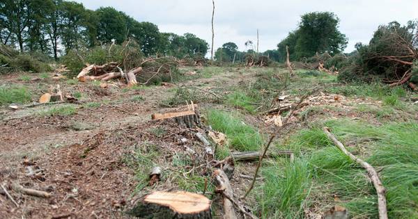 Buren boos om bomenkap in Mariënheem: 'Geen schapen, maar kettingzagen' - De Stentor