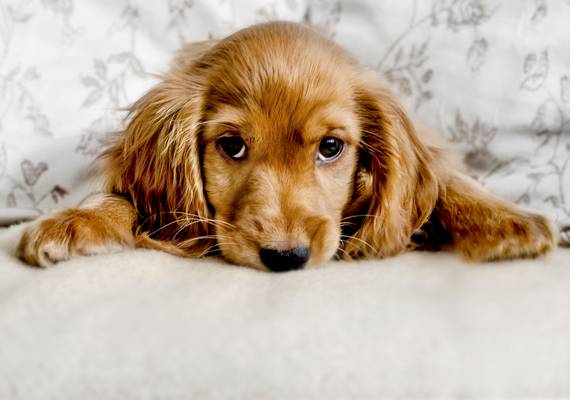 Eindelijk weten we waarom honden (expres) zo zielig kijken