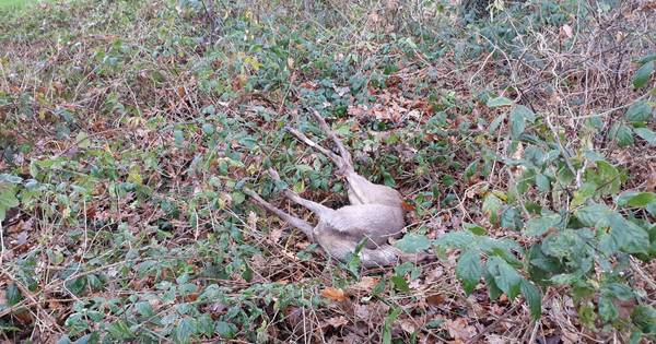 Dode reeën gevonden in Albergen | Tubbergen - Tubantia
