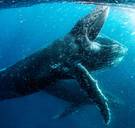 David Attenborough slaat in nieuwe reeks 'Our Planet' een andere toon aan