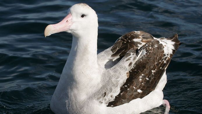 Reuzenalbatros Zwaarder Door Veranderend Klimaat Algemeen Bd Nl