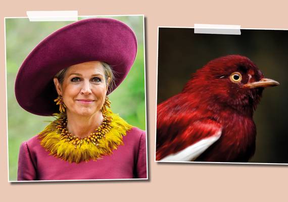 17x koningin Máxima kleedt zich als een vogeltje