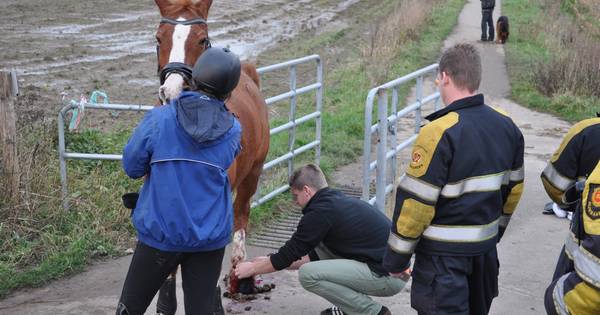 Paard schiet door spijlen wildrooster in Herwen