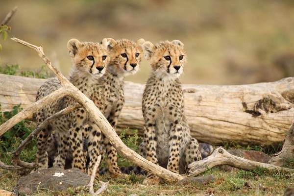 Natuur op 2: Serengeti