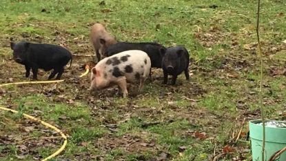 Politie zoekt eigenaar biggetjes