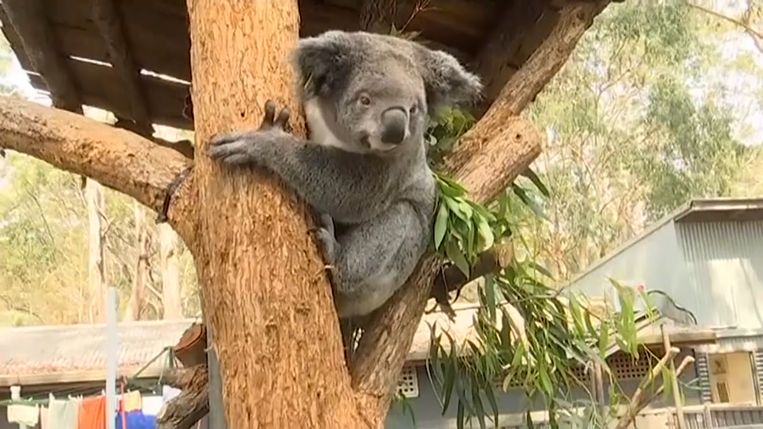 Een koala die de bosbranden overleefde