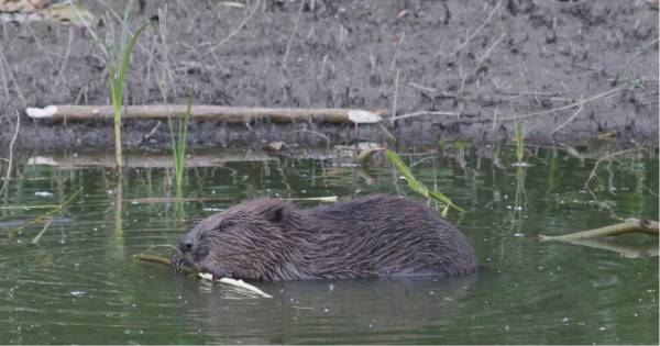 Tientallen beschermde diersoorten in Vonkerplas bij Dreumel