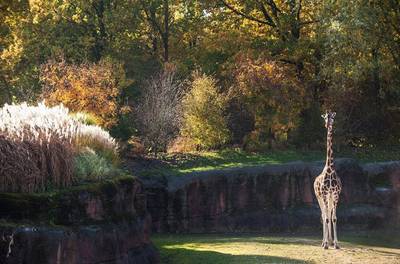 Drama in Limburgse dierentuin: giraffe Philani zit klem in boom en overlijdt