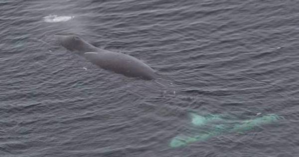 Zeldzame Groenlandse walvis zwemt voor Belgische kust | Zeeuws-Vlaanderen - PZC