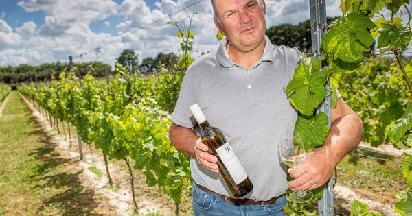 Waarom Brabantse wijn nu wél lekker is | Brabant | bd.nl - BD.nl
