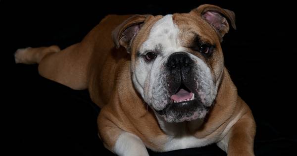 Buldog Sjonnie overleden door blunder dierenarts | Home - AD.nl