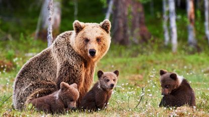 Pientere beren passen gedrag aan nieuwe wetgeving aan zodat ze uit vizier van jagers blijven in Scandinavië