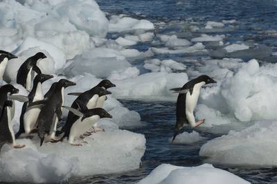 Pinguïnkuikens sterven massaal op Antarctica