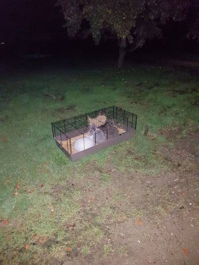 Verwaarloosde konijntjes gedumpt achter op oprit in Ravenswaaij