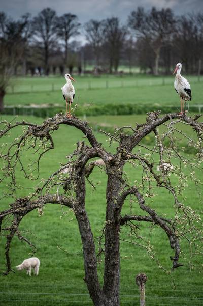 Deze ooievaars zijn terug van hun winterreis en klaar voor hun kuikens