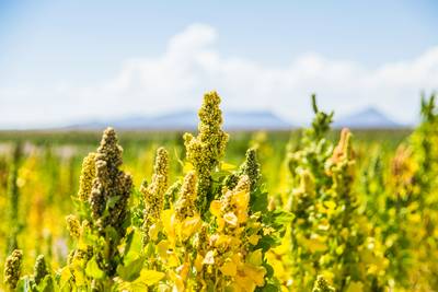 Le quinoa va-t-il se généraliser dans nos champs?