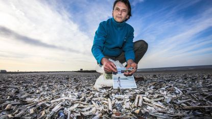 Tel 100 schelpjes aan onze kust