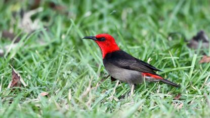 Belg ontdekt nieuwe vogelsoort in Indonesië