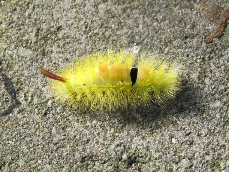 Groene Rups Met Witte Streep