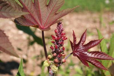 Belg aangehouden omdat hij zijn vrouw vermoedelijk met giftige kamerplant vermoordde