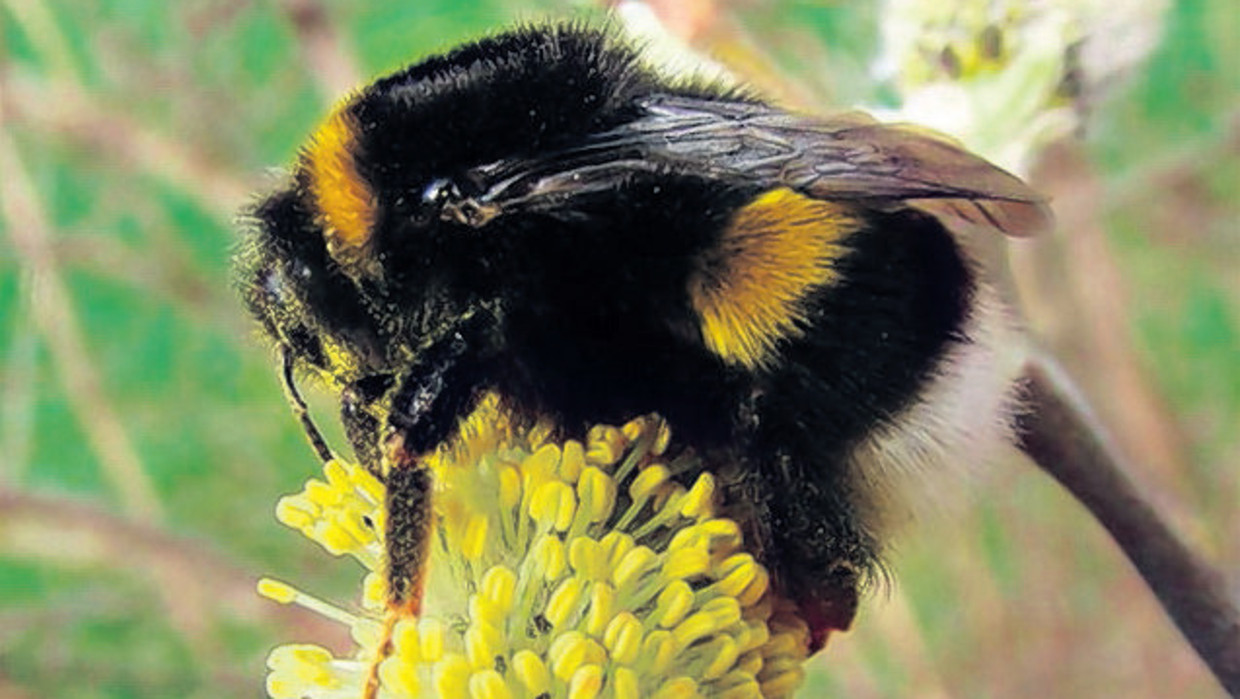 Vroeg of laat een hommel Trouw
