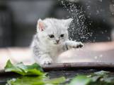 Waarom hebben katten eigenlijk zo'n hekel aan water?