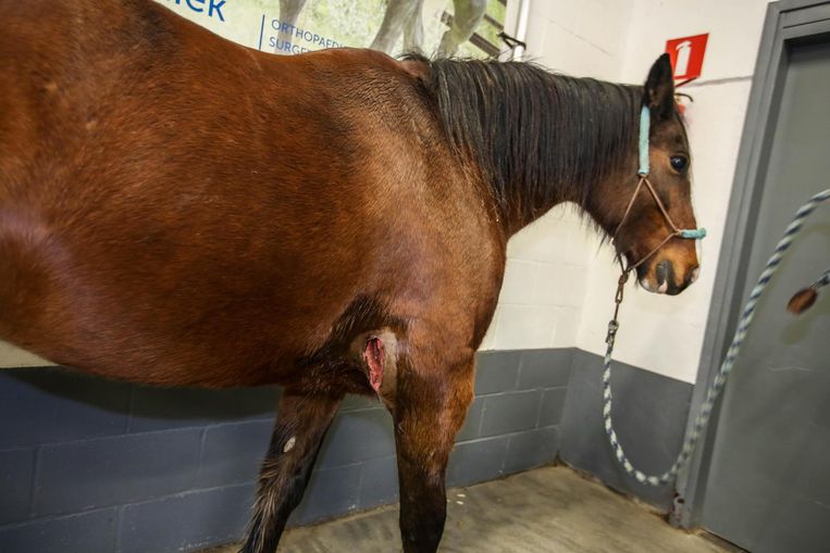 Geldinzameling Voor Toegetakeld Paard Liedekerke In De Buurt Hln