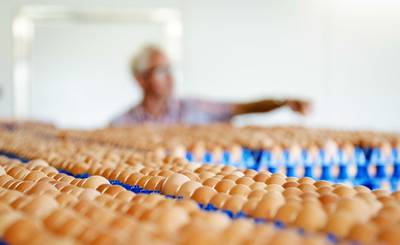 Zitten de gif-eieren ook in cakes en mayonaise? NVWA wil onderzoek